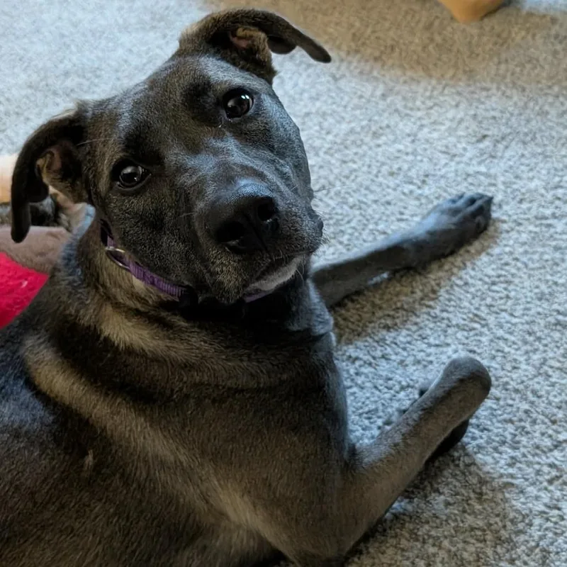 An adult medium-sized female Gray / Blue / Silver Pit Bull Terrier dog named Waffles for adoption in Alma, WI