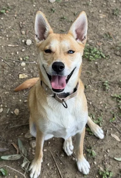 An adult medium-sized female Shepherd dog named Blondie for adoption in San Antonio, TX