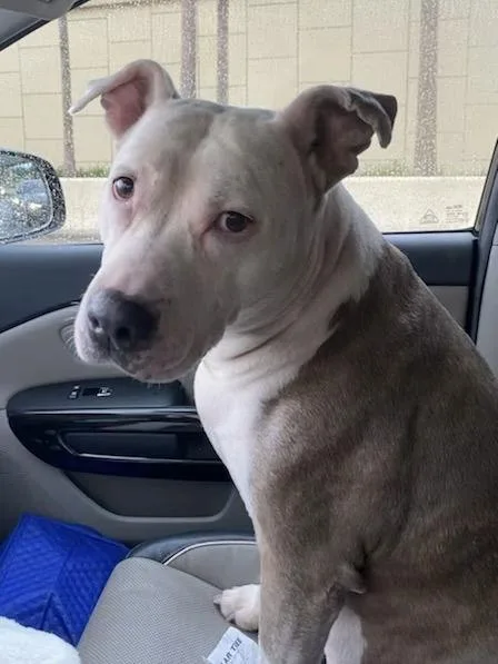 Catniss Fh thumbnail 2