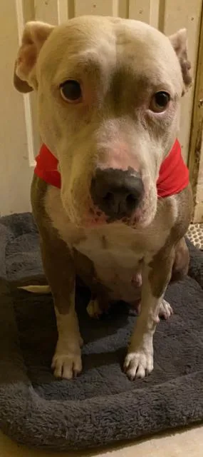 Catniss Fh thumbnail 3