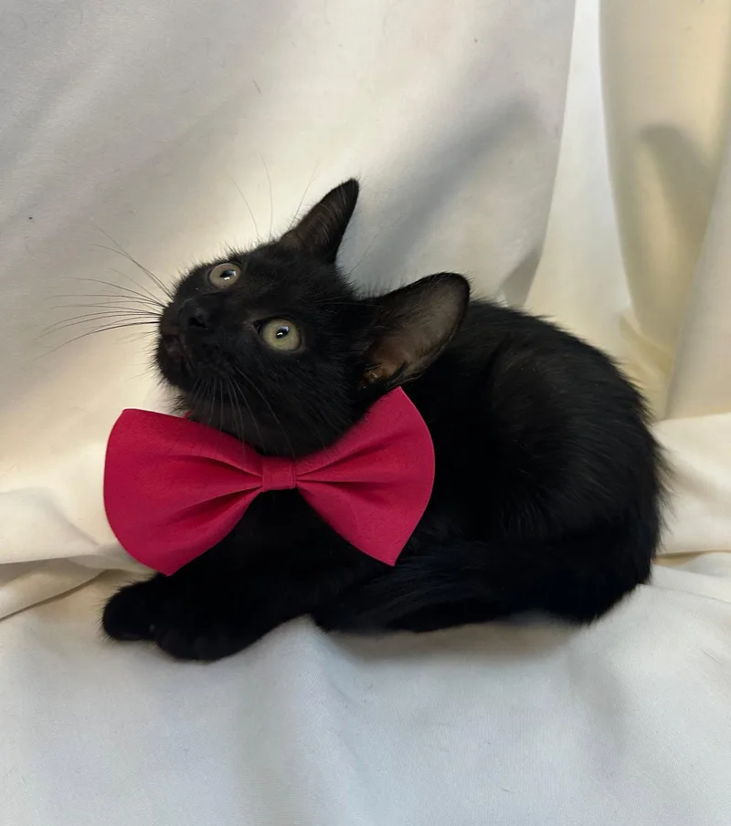 A baby medium-sized male Black Domestic Short Hair cat named Blueberry for adoption in Margate, FL