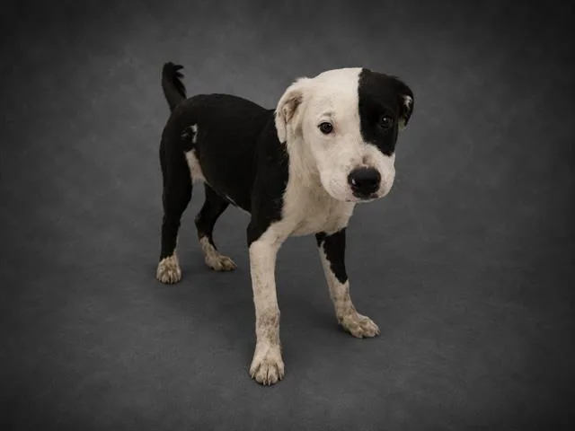 A young medium-sized male American Bulldog dog named A for adoption in Winter Haven, FL