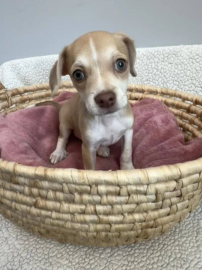 A baby small-sized female Yellow / Tan / Blond / Fawn Beagle dog named Dove for adoption in Lawrenceville, GA