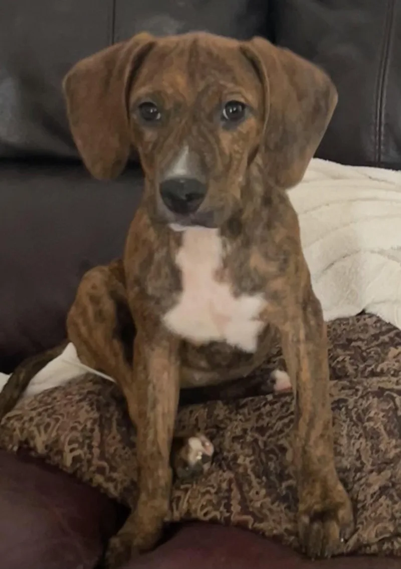 A young large-sized female Hound dog named Jamie for adoption in Tarrytown, GA