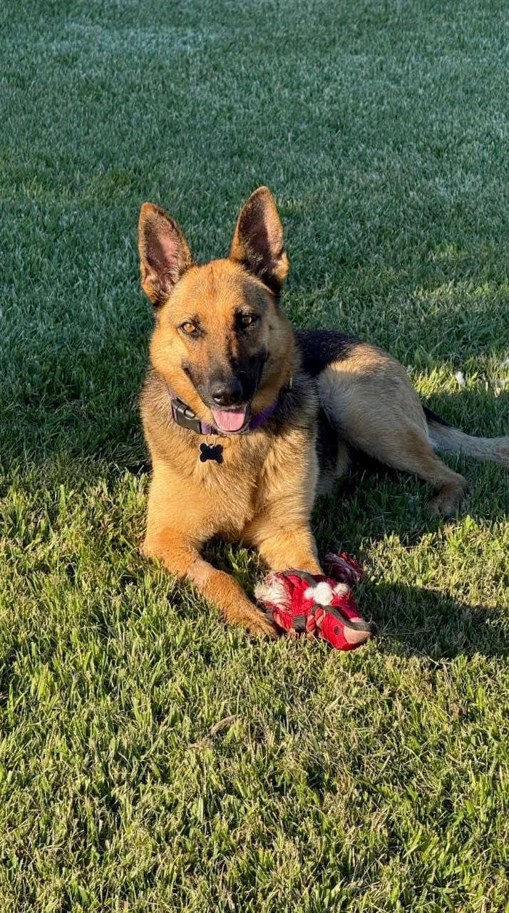 A young large-sized female Bicolor German Shepherd Dog dog named Gorgina for adoption in Oswego, IL