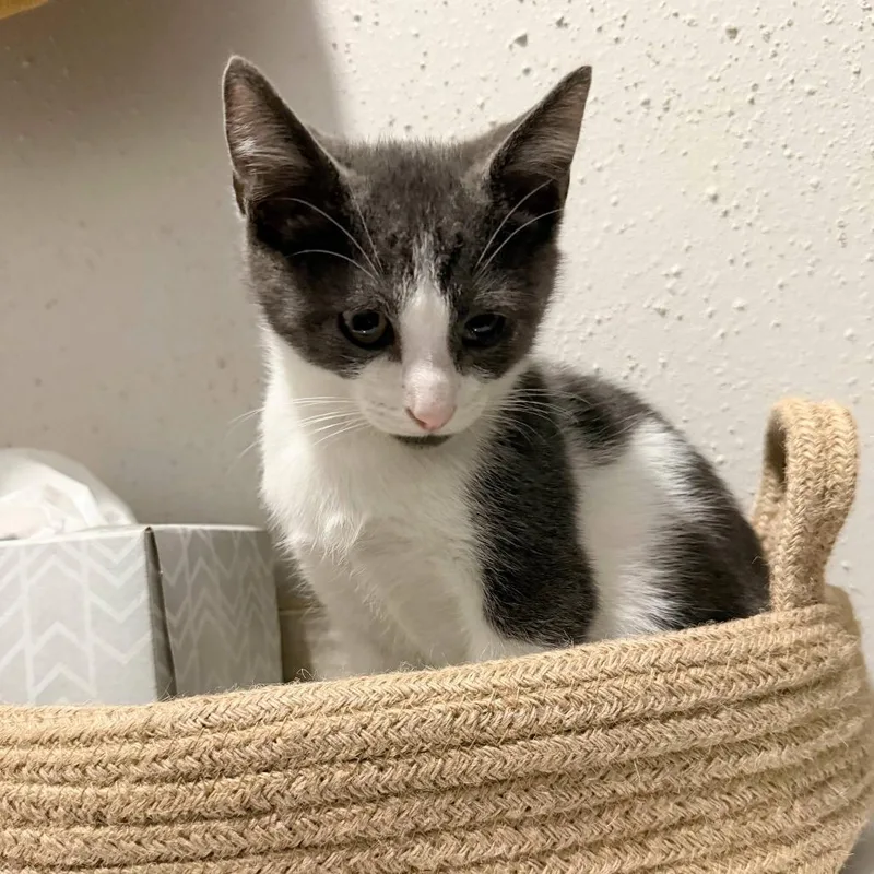 A baby small-sized male Gray / Blue / Silver Domestic Short Hair cat named Skatamoosh for adoption in Boerne, TX