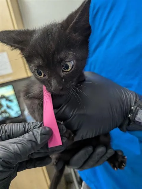 A baby small-sized male Domestic Short Hair cat named Edmund for adoption in Camarillo, CA
