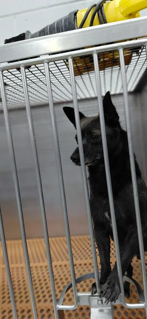 An adult small-sized male Mixed Breed dog named Roco for adoption in Henderson, NC