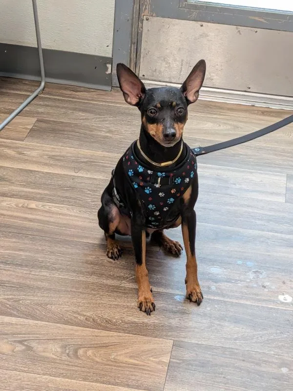 An adult small-sized male Miniature Pinscher dog named Dolla for adoption in San Diego, CA