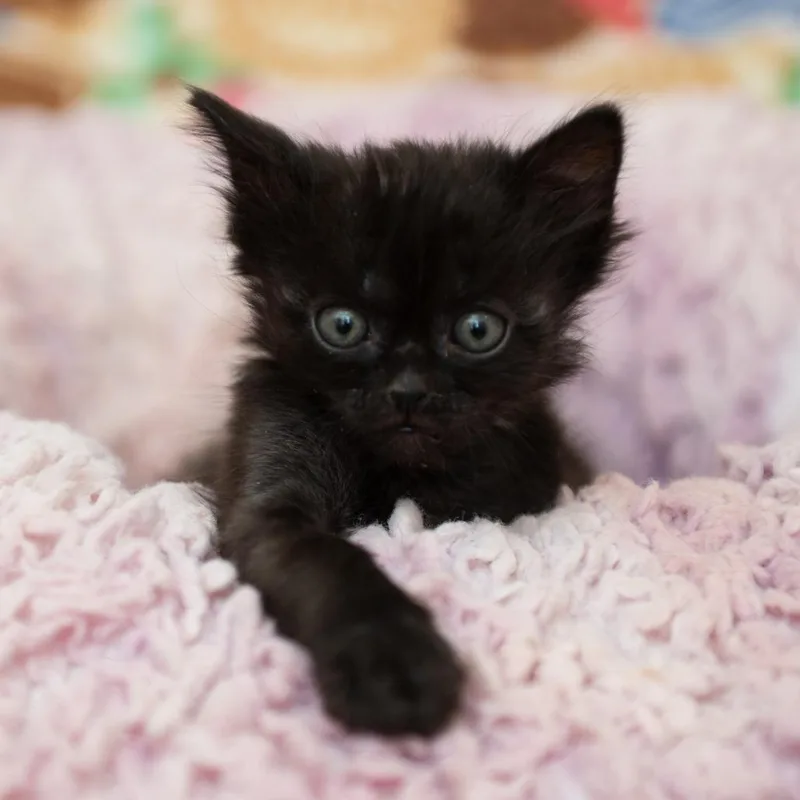 A baby small-sized male Black Domestic Short Hair cat named Black Knight for adoption in Kanab, UT