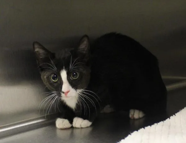 An adult small-sized female Domestic Short Hair cat named Pen  Skiddles for adoption in Lawrenceville, GA