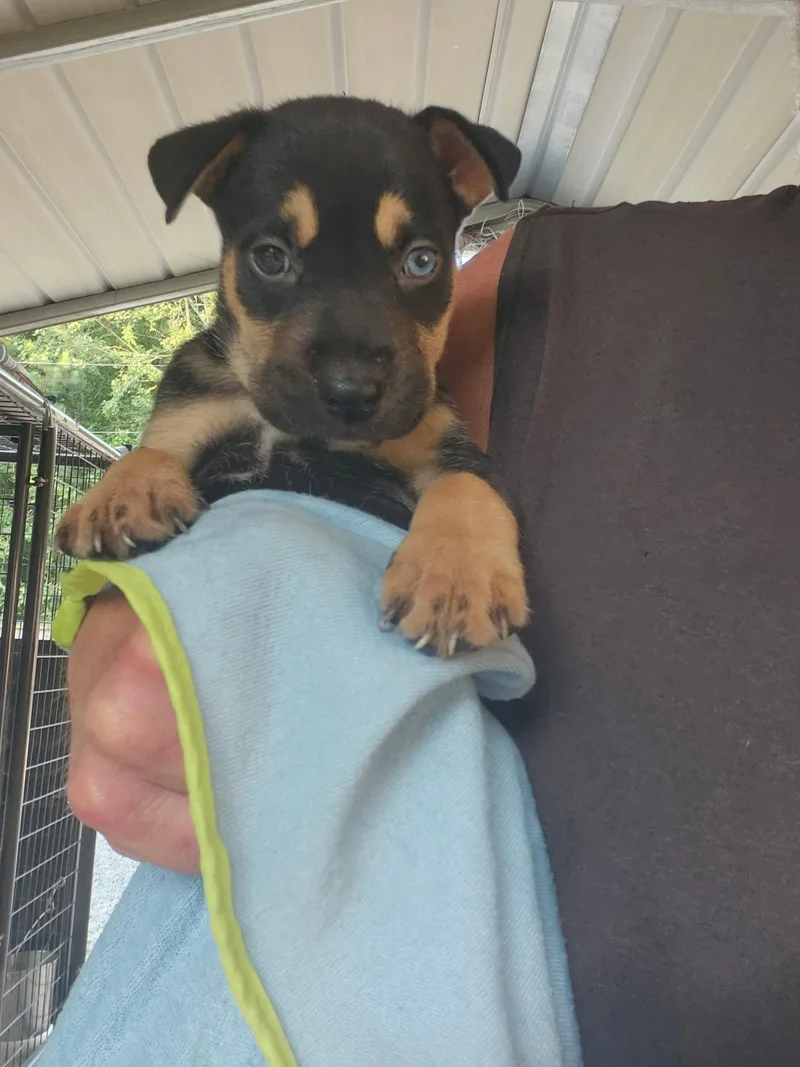 A baby medium-sized female Mixed Breed dog named Nyx for adoption in Fairfield, NJ