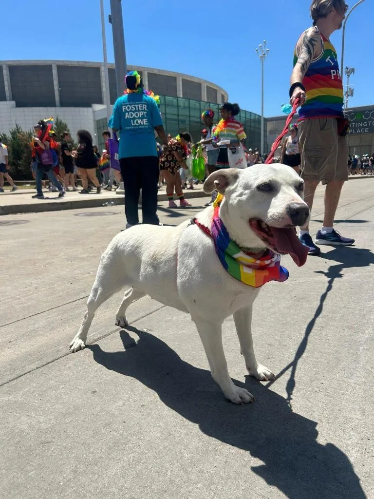 A young large-sized female Mixed Breed dog named Galadriel for adoption in Warren, MI