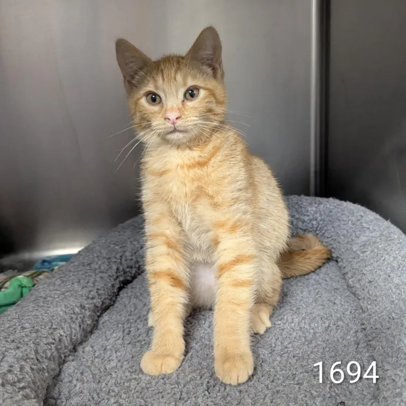 A baby medium-sized male Domestic Short Hair cat named Mexican Pizza for adoption in Aberdeen, WA