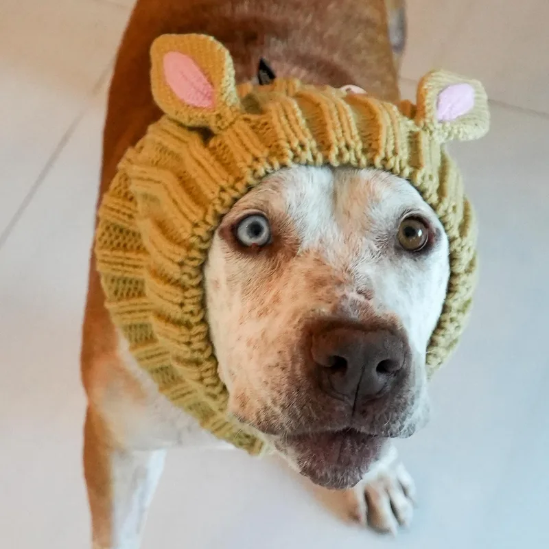 SOS Bucky Bear  thumbnail 5
