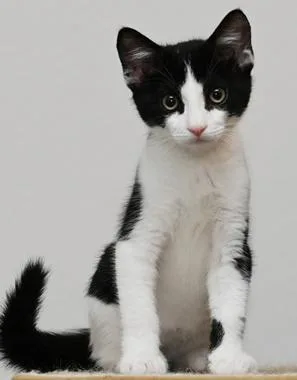 A baby medium-sized male Black & White / Tuxedo Domestic Short Hair cat named Ferris W for adoption in North Highlands, CA