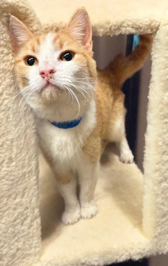 Marmalade