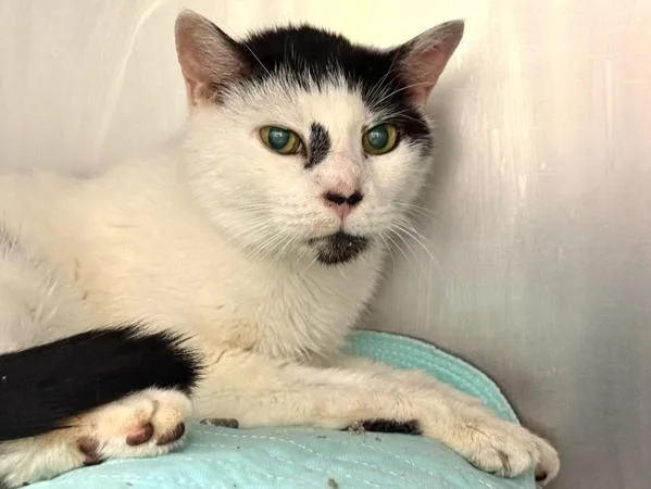 A senior medium-sized male Domestic Short Hair cat named Toby Street for adoption in New York, NY
