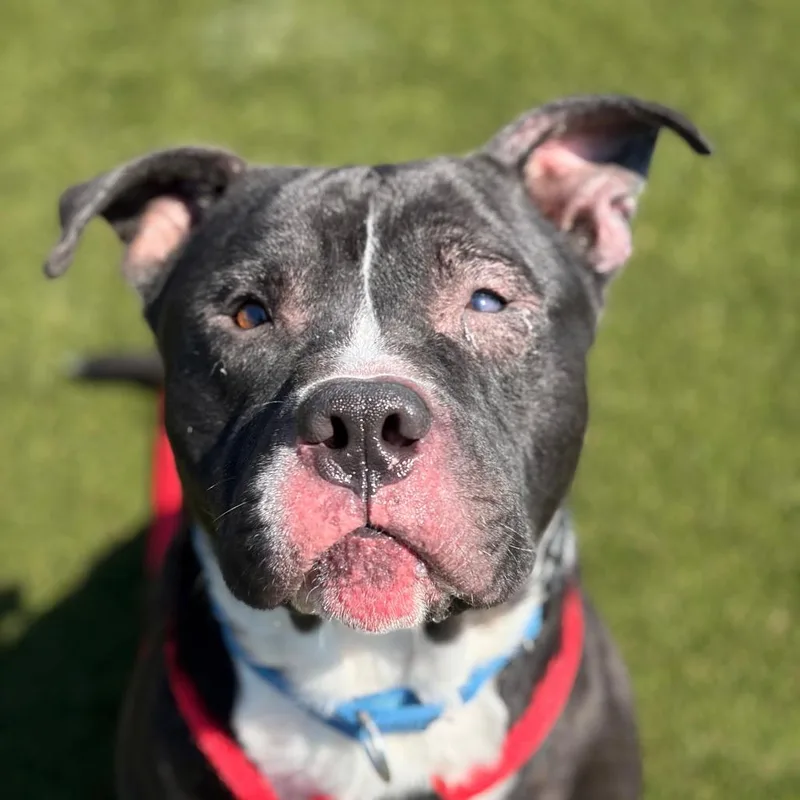 An adult medium-sized male Black Pit Bull Terrier dog named Leopaw for adoption in Philadelphia, PA