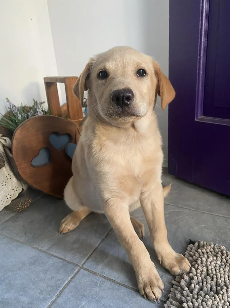 A baby small-sized male Labrador Retriever dog named Ollie for adoption in Moncks Corner, SC