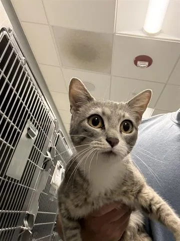A young medium-sized female Domestic Short Hair cat named Mable for adoption in San Martin, CA