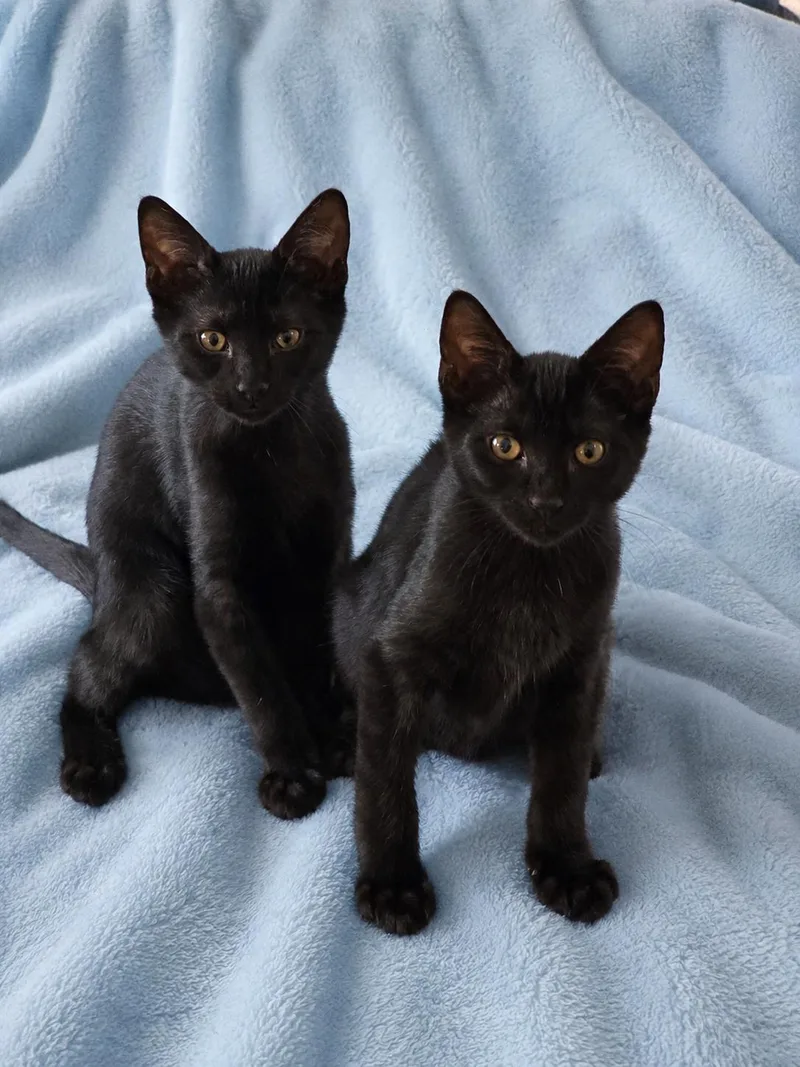 A baby medium-sized male Black Bombay cat named Aries & Orion for adoption in Alabaster, AL