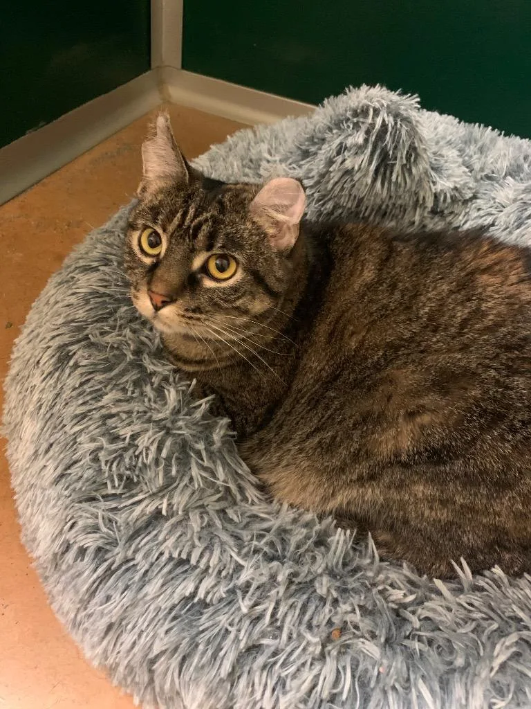 A young medium-sized female Domestic Short Hair cat named Harley for adoption in Thayne, WY