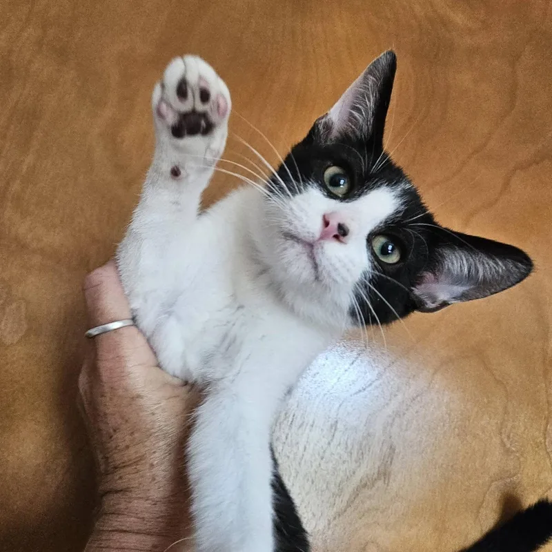 A baby medium-sized male Domestic Short Hair cat named JuFi for adoption in Springfield, MO