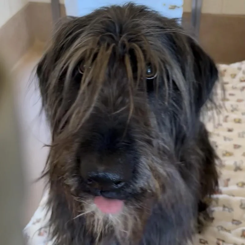 An adult large-sized female Black Standard Poodle dog named Holly for adoption in Reno, NV