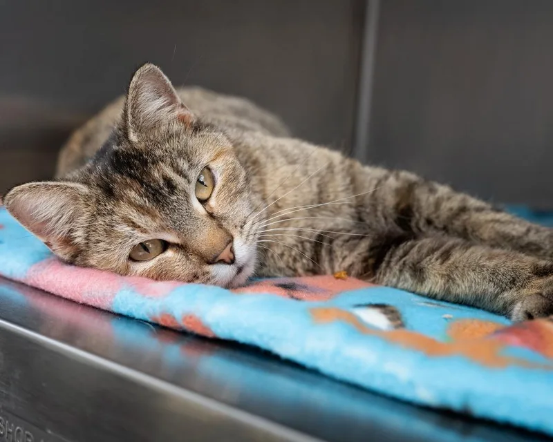 A baby small-sized female Domestic Short Hair cat named Starling for adoption in Boone, IA