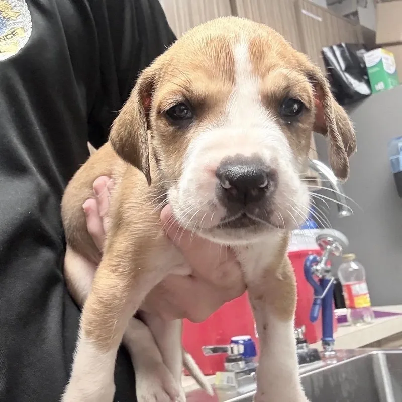 A baby medium-sized male Yellow / Tan / Blond / Fawn Terrier dog named Hermes for adoption in Huntsville, AL