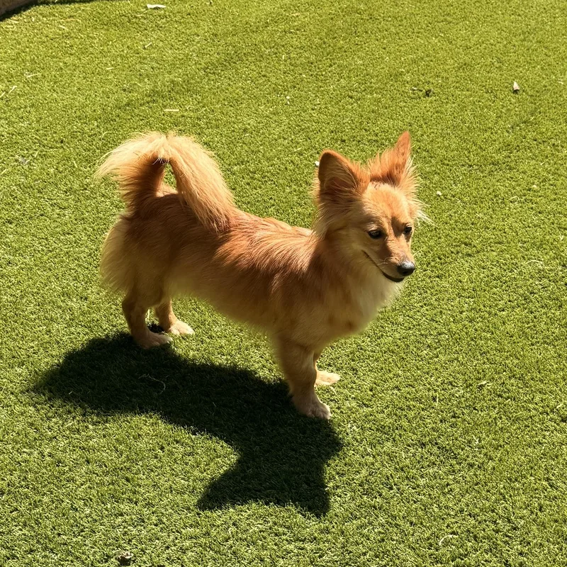 A young small-sized female Pomeranian dog named Mellie for adoption in Texarkana, TX