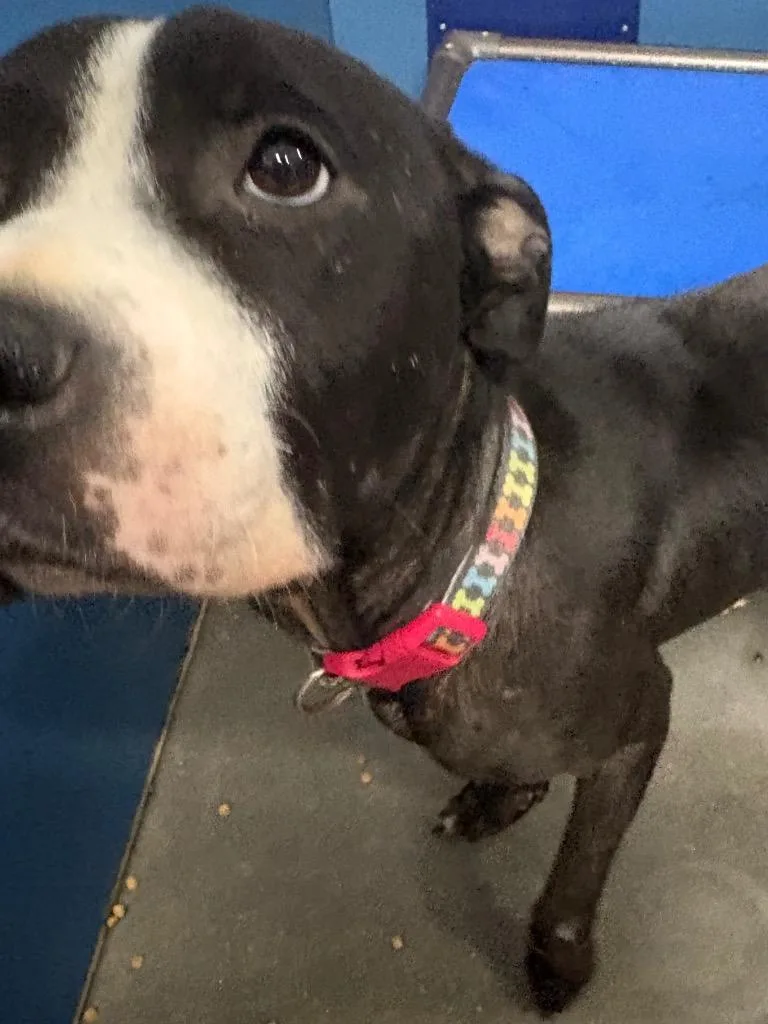 A young medium-sized female Mixed Breed dog named KiKi for adoption in Henderson, NC