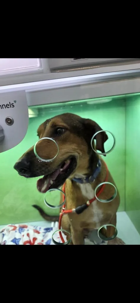A young medium-sized male Redbone Coonhound dog named TBone for adoption in Pahrump, NV
