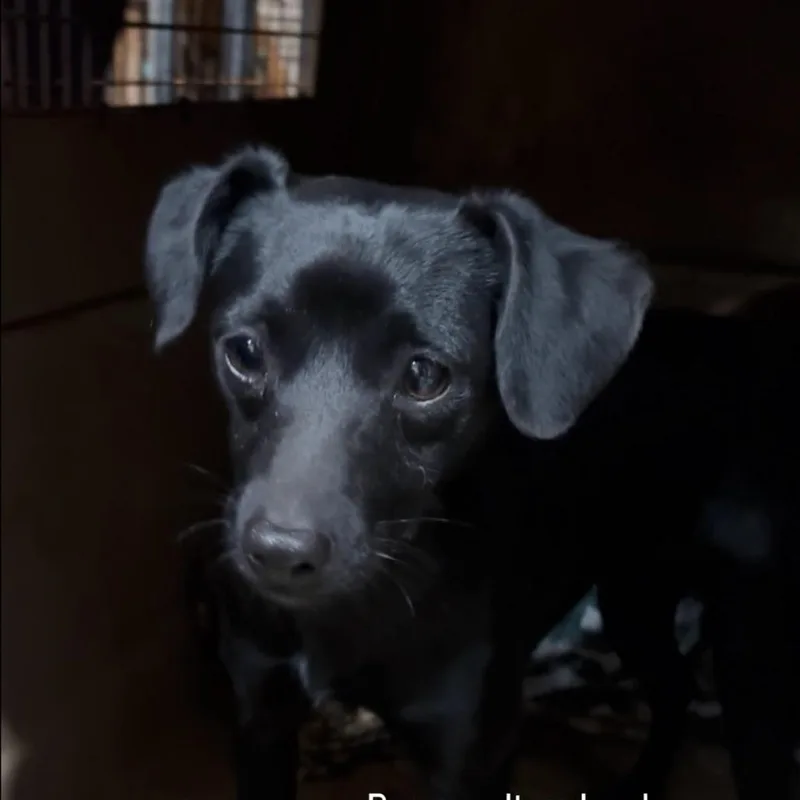 An adult small-sized male Chihuahua dog named Rex for adoption in Tacoma, WA