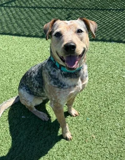 A young medium-sized female Merle (Blue) Australian Cattle Dog / Blue Heeler dog named Stevie for adoption in Long Beach, NY