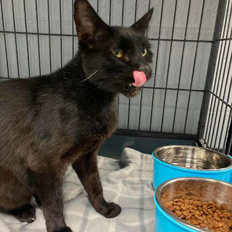 An adult small-sized female Black Domestic Short Hair cat named Mochi for adoption in Duncan, OK