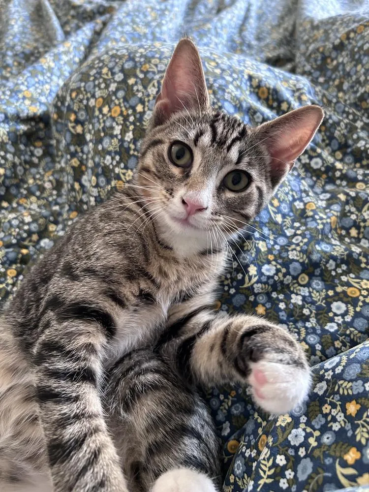 A baby small-sized male Domestic Short Hair cat named Kel for adoption in Bellingham, WA