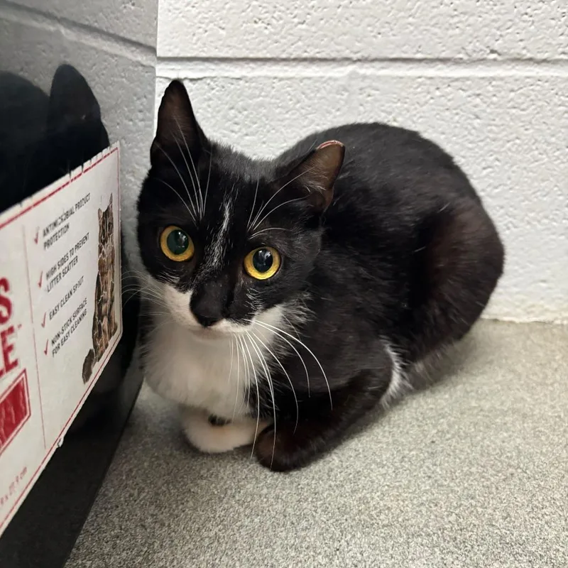 A young medium-sized female Black Domestic Short Hair cat named Little Italy Herb for adoption in Carencro, LA