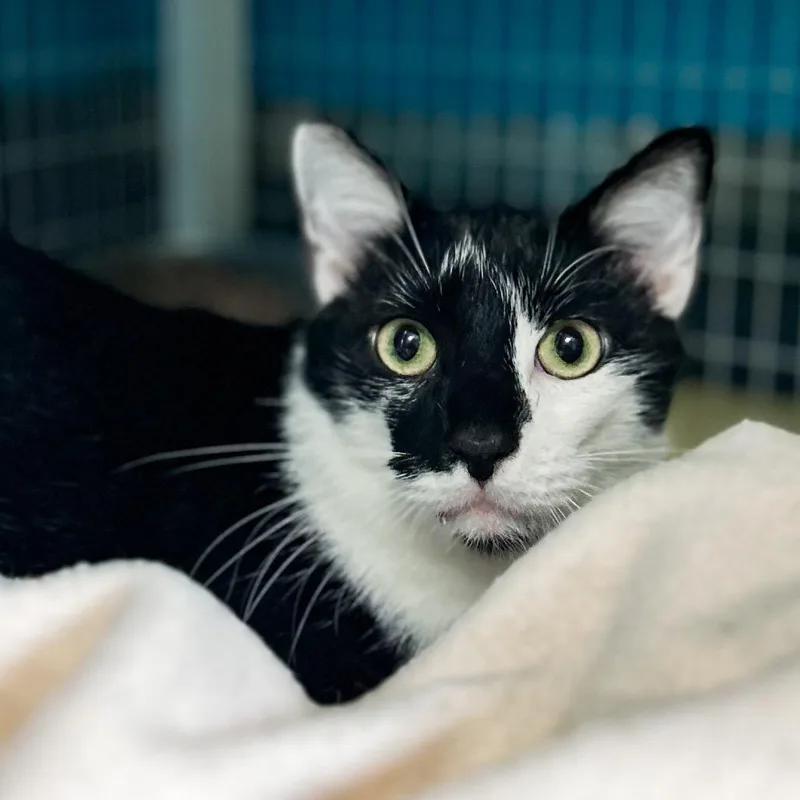 An adult extra large-sized male Black Domestic Short Hair cat named Oscar for adoption in Troy, VA