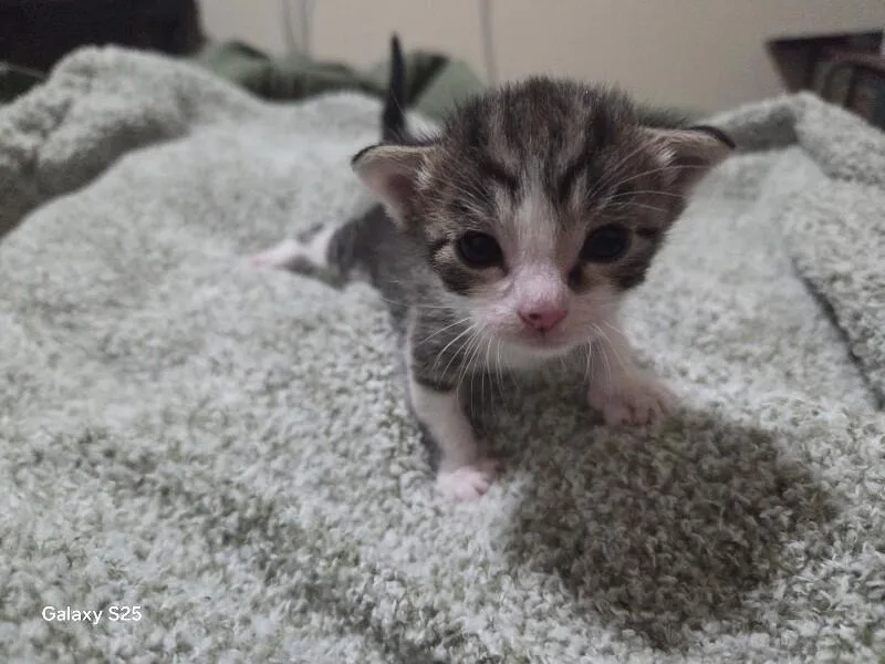 A young medium-sized female Tabby (Gray / Blue / Silver) Domestic Short Hair cat named Emma for adoption in Kennewick, WA