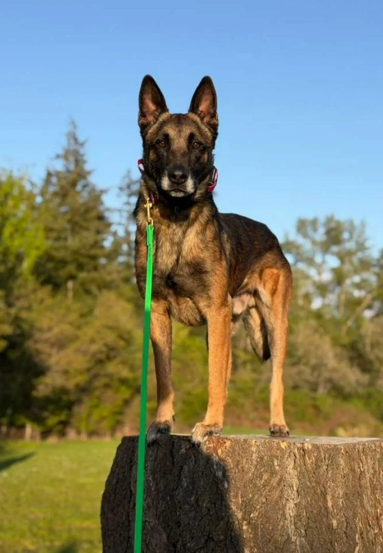 An adult large-sized male Belgian Shepherd / Malinois dog named Ira for adoption in Vancouver, WA