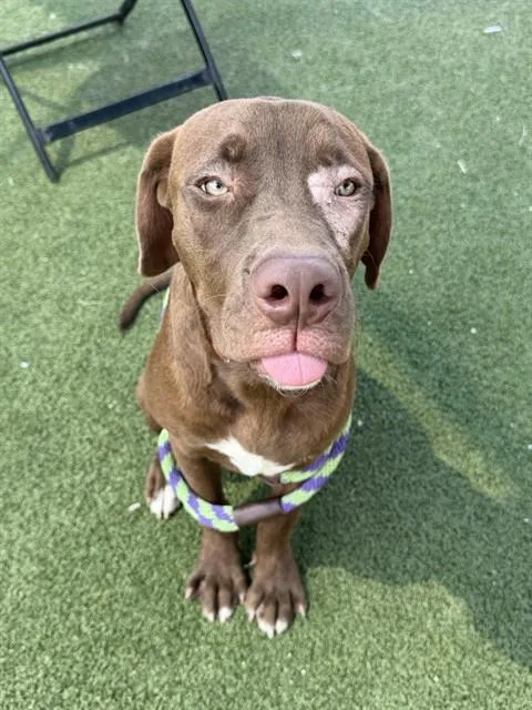 A young medium-sized male Labrador Retriever dog named Zuko for adoption in Pasadena, TX