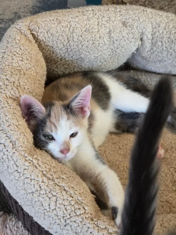 An adult medium-sized female Calico cat named Patchi for adoption in MOUNT AIRY, NC