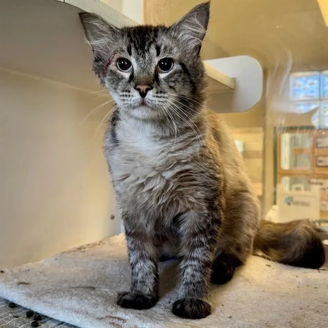 An adult small-sized male Domestic Medium Hair cat named Jimmy for adoption in Riverside, CA