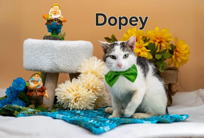 A young small-sized male Tabby (Brown / Chocolate) Domestic Short Hair cat named Dopey for adoption in Sevierville, TN
