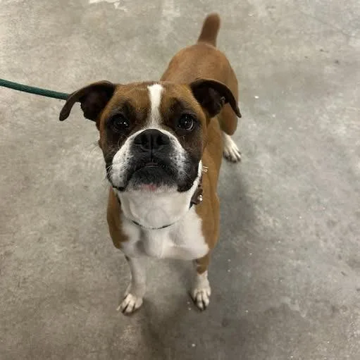 A senior medium-sized female Red / Chestnut / Orange Boxer dog named Wilma for adoption in Ottawa, KS