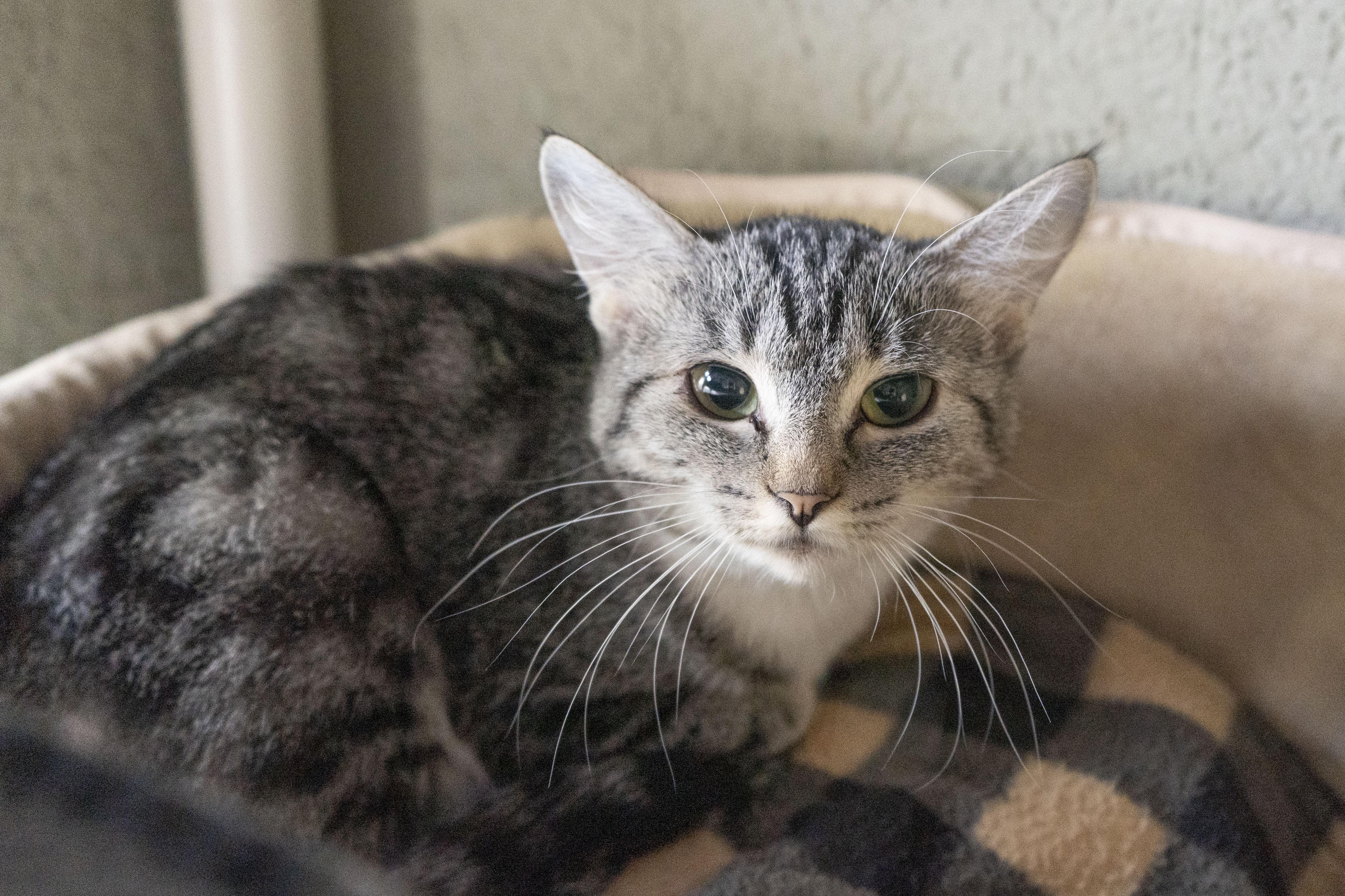 An adult medium-sized female Tabby (Brown / Chocolate) Domestic Short Hair cat named Olive for adoption in Boise, ID