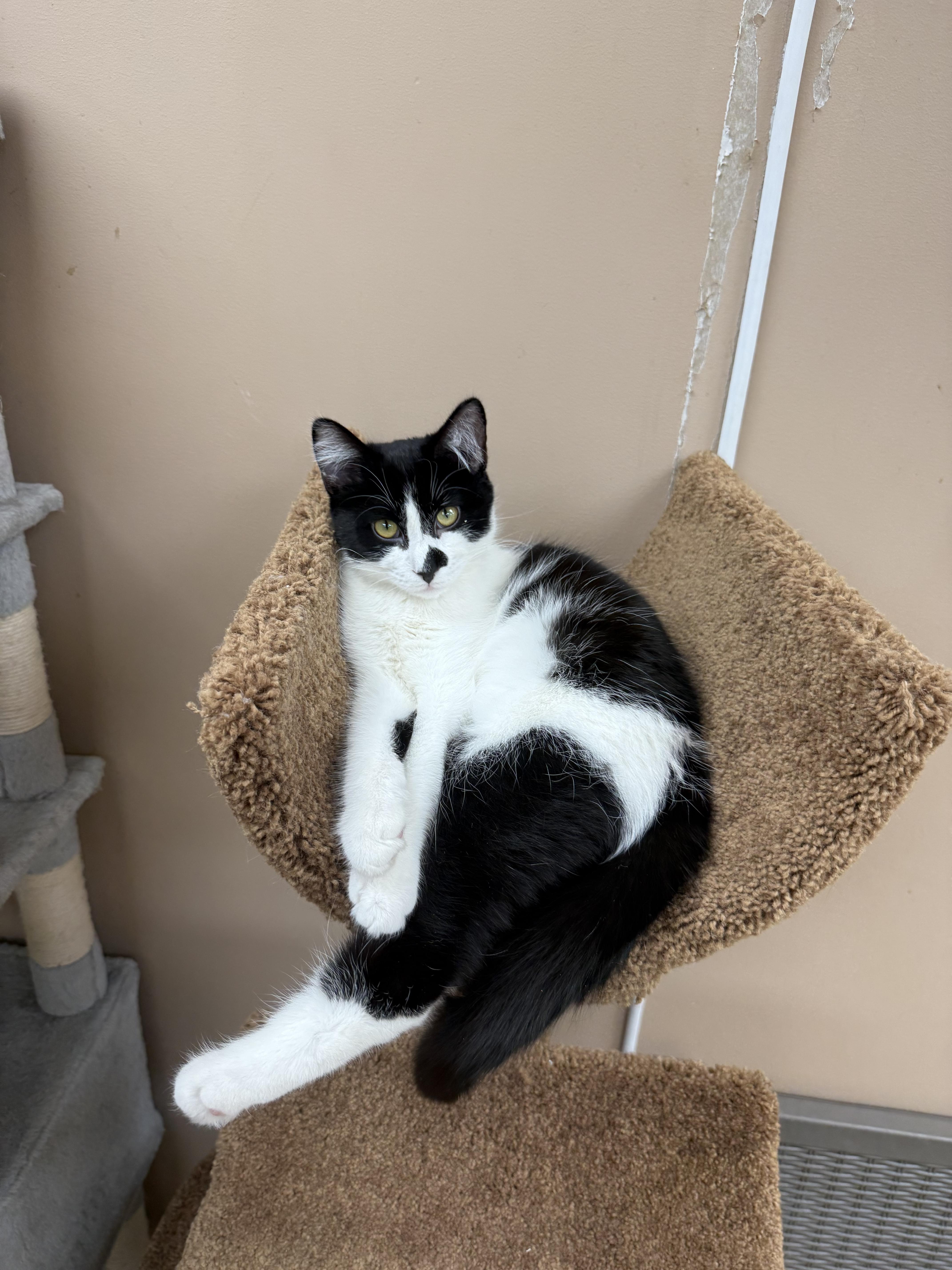 Sylvester thumbnail 2