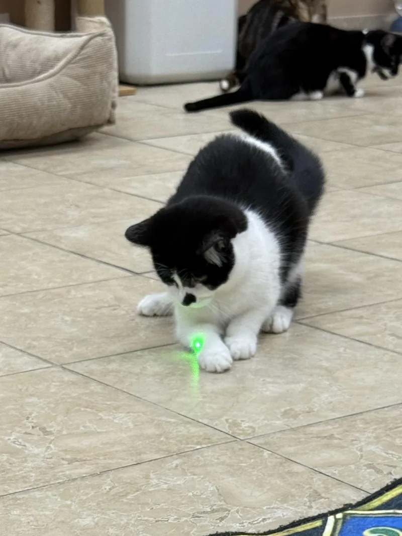 Sylvester thumbnail 3